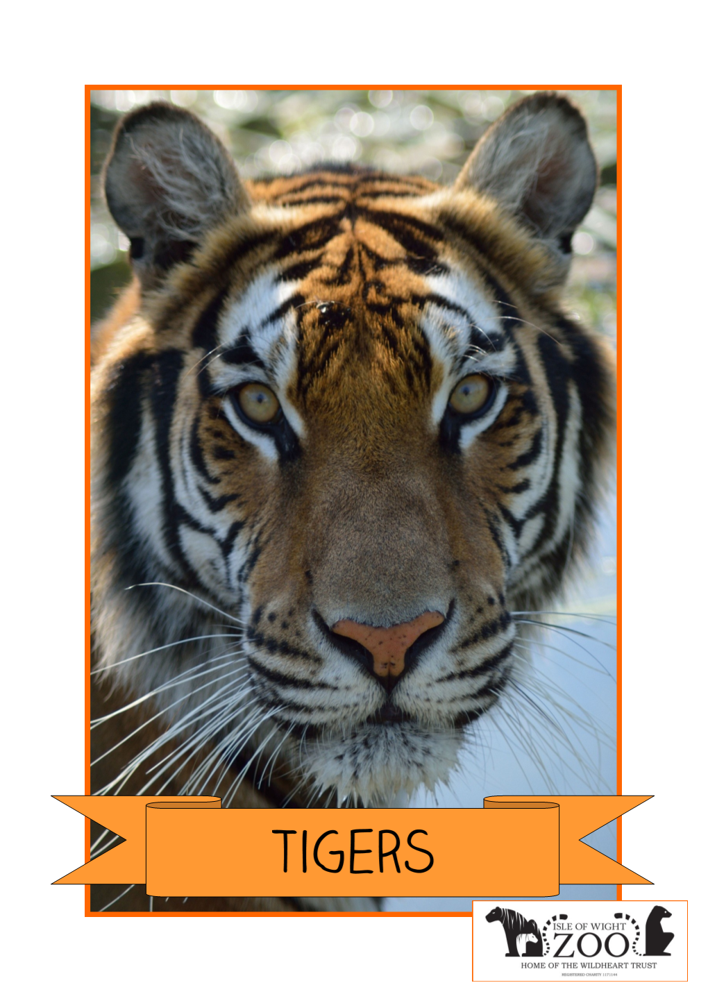 Tigers-And-Tiger-Conservation-Resource-Pack.Pdf