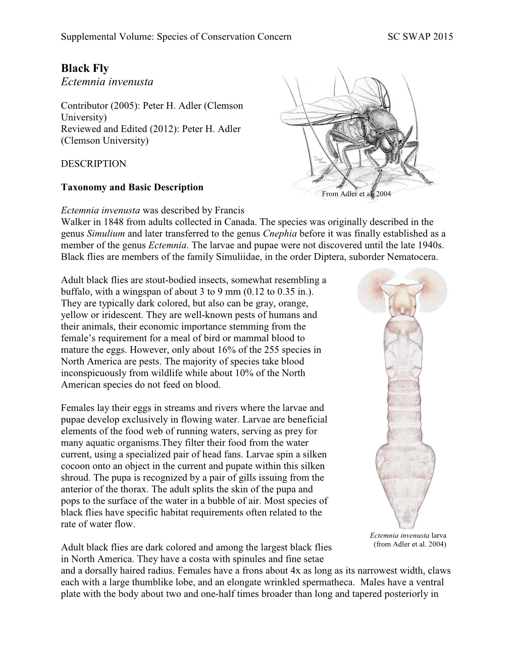 Black Fly Ectemnia Invenusta