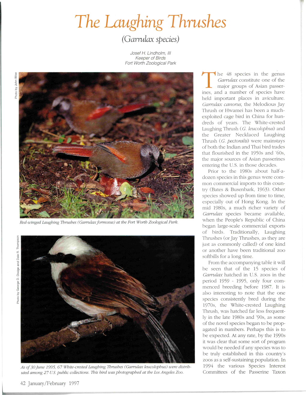 The Laughing Thrushes (Garrnlax Species)