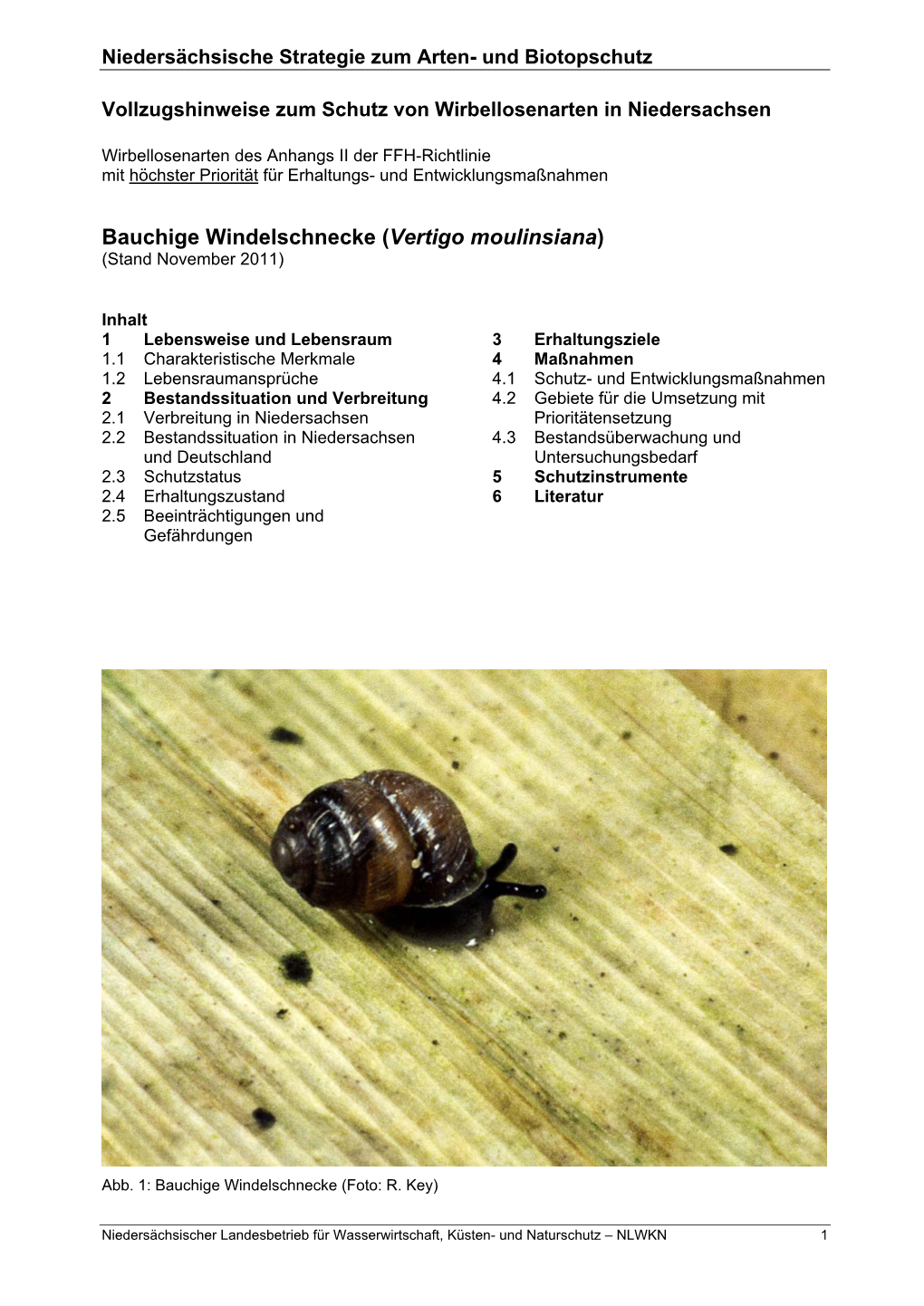 Bauchige Windelschnecke (Vertigo Moulinsiana) (Stand November 2011)