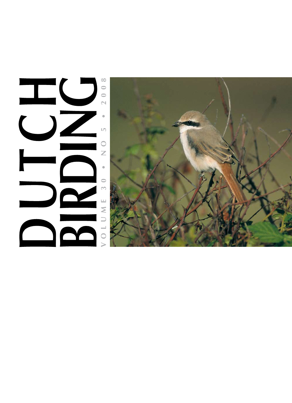 Programma Dutch Birding-Vogelweekend Texel 2008; Dutch Birding- Vogeldag 2009