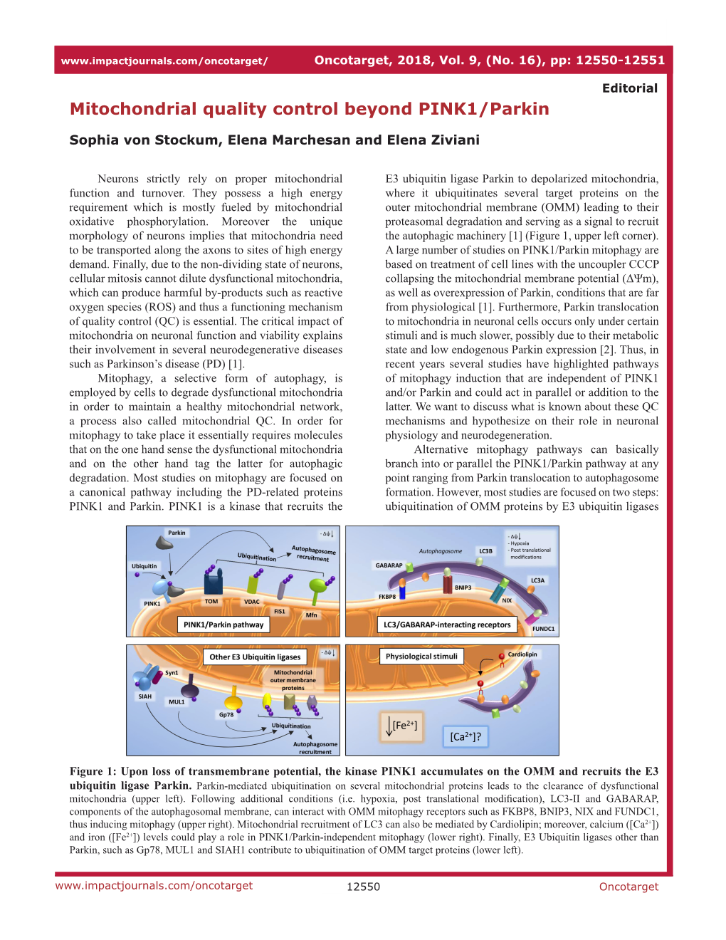 Mitochondrial Quality Control Beyond PINK1/Parkin