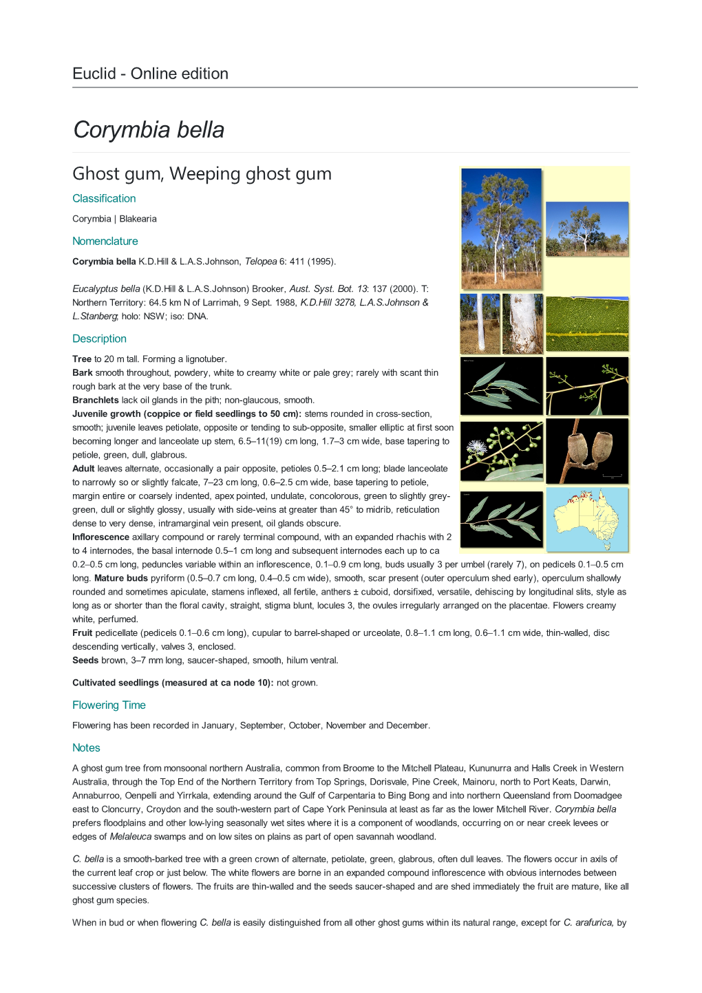 Corymbia Bella Ghost Gum, Weeping Ghost Gum Classification Corymbia | Blakearia Nomenclature Corymbia Bella K.D.Hill & L.A.S.Johnson, Telopea 6: 411 (1995)