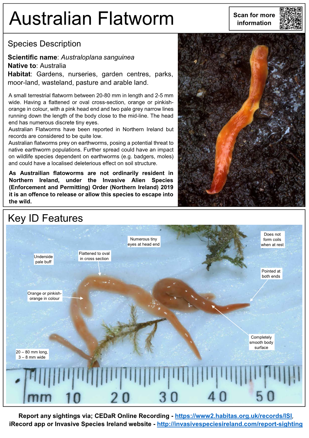 Australian Flatworm