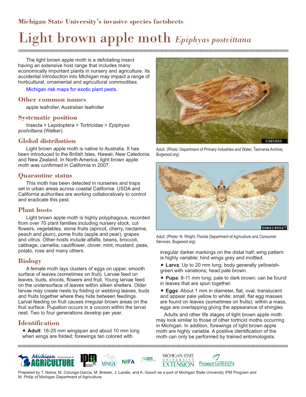 Light Brown Apple Moth Epiphyas Postvittana