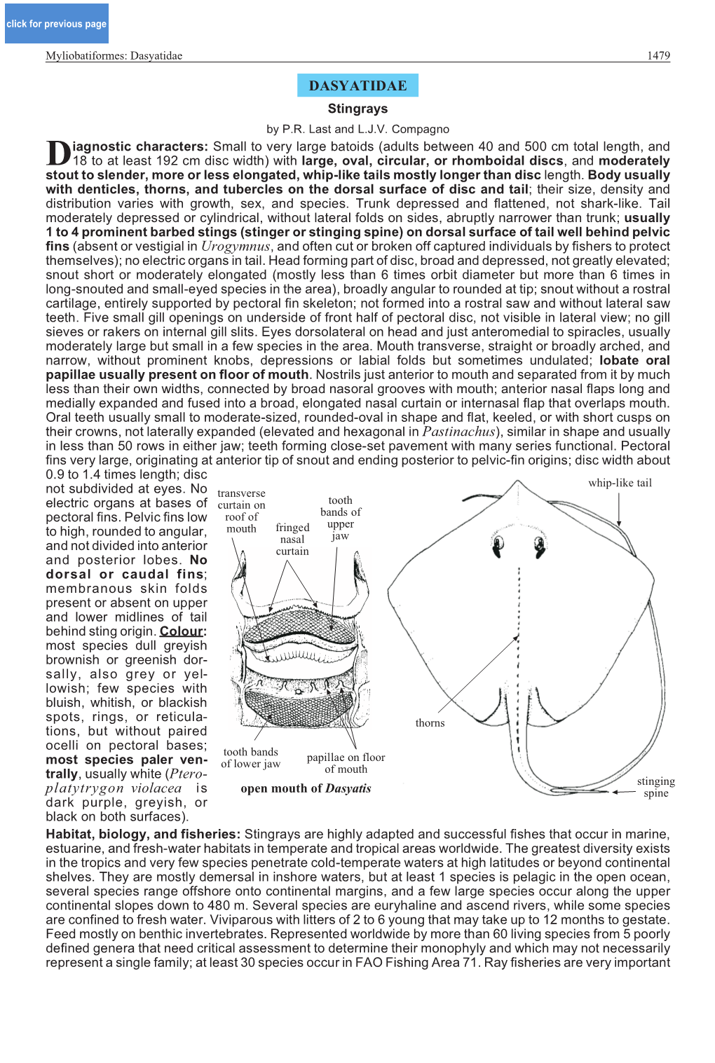 Dasyatidae 1479