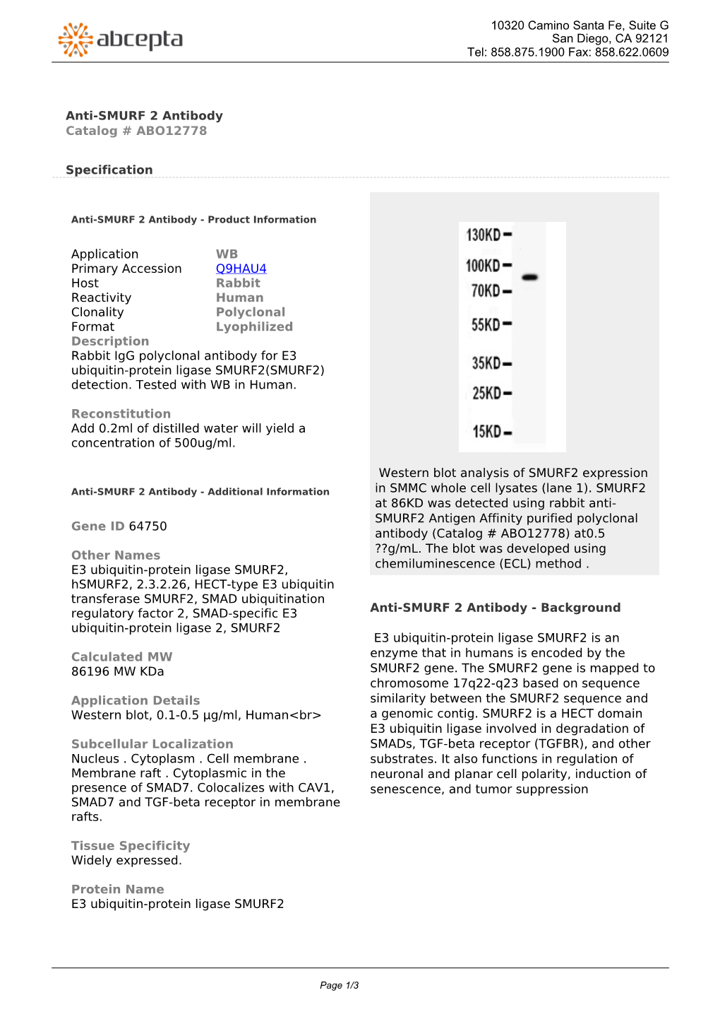 Anti-SMURF 2 Antibody Catalog # ABO12778