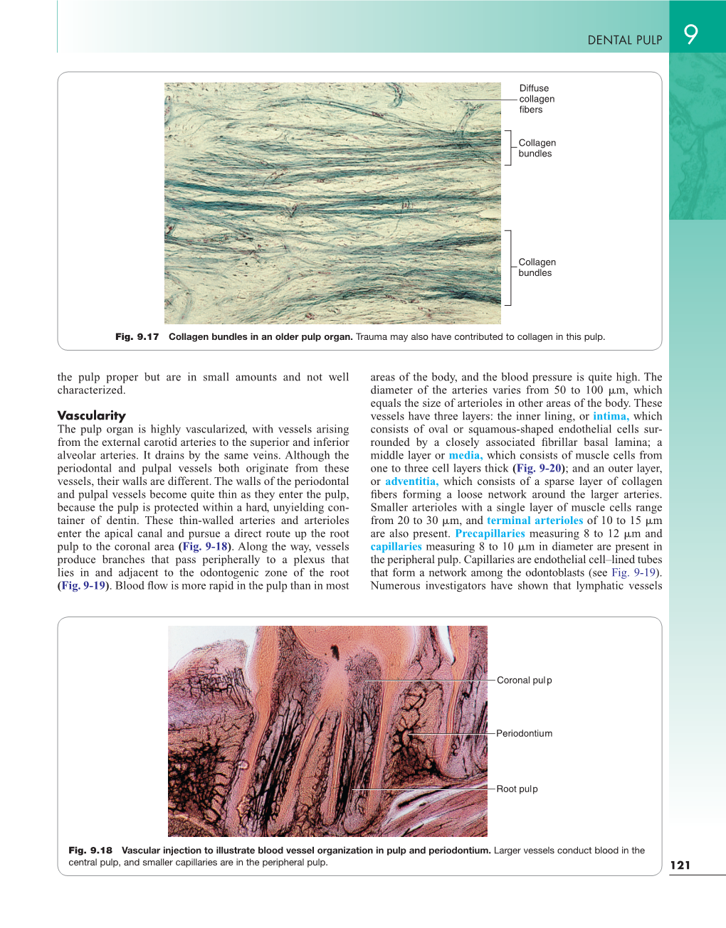 DENTAL PULP the Pulp Proper but Are in Small Amounts and Not Well