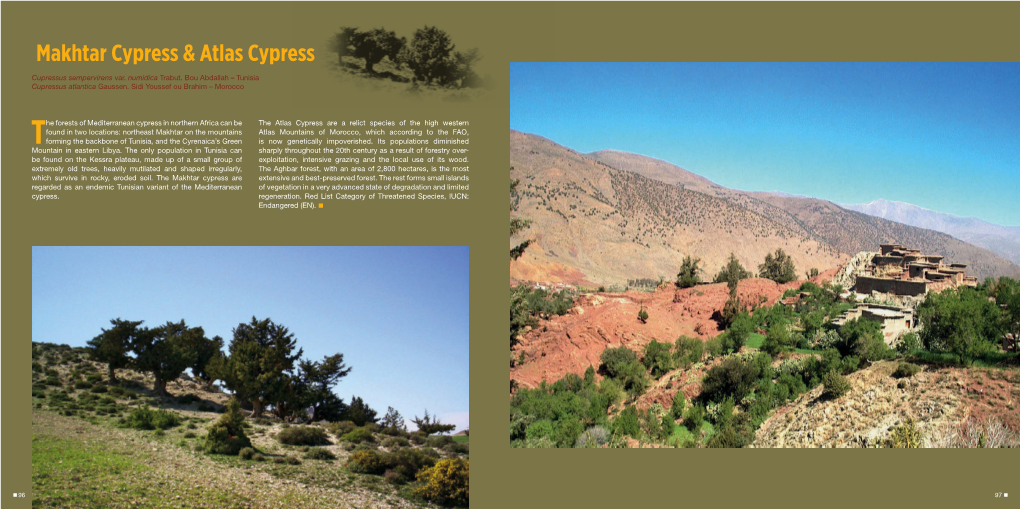 Makhtar Cypress & Atlas Cypress