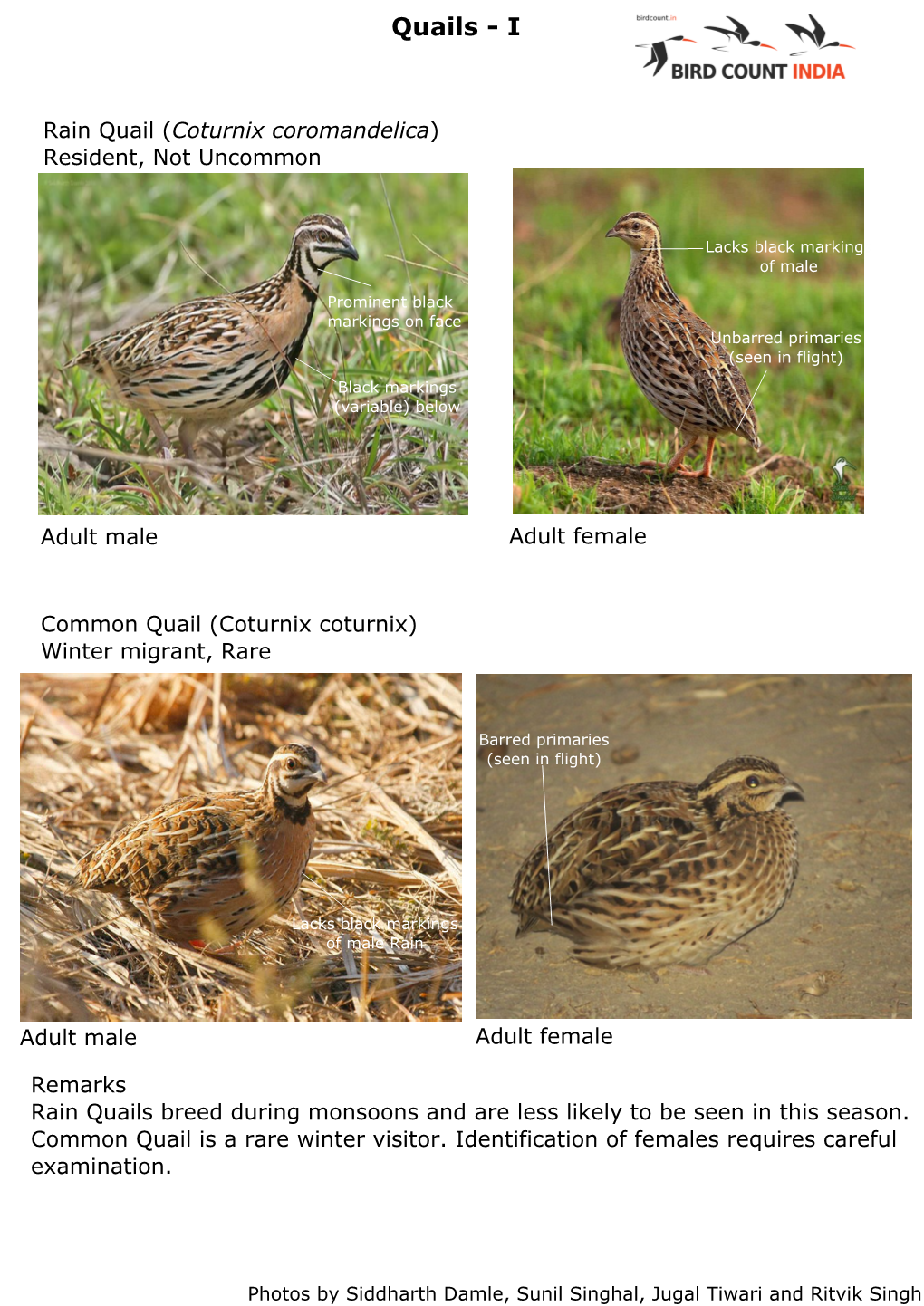 Kanha Survey Bird ID Guide (Pdf; 11