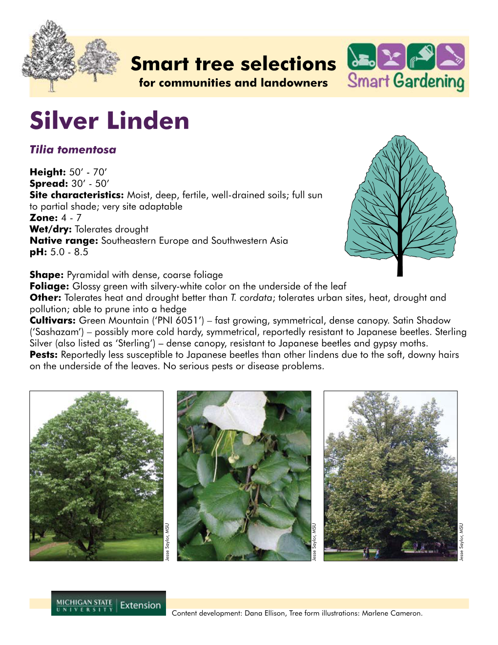 Silver Linden Tilia Tomentosa