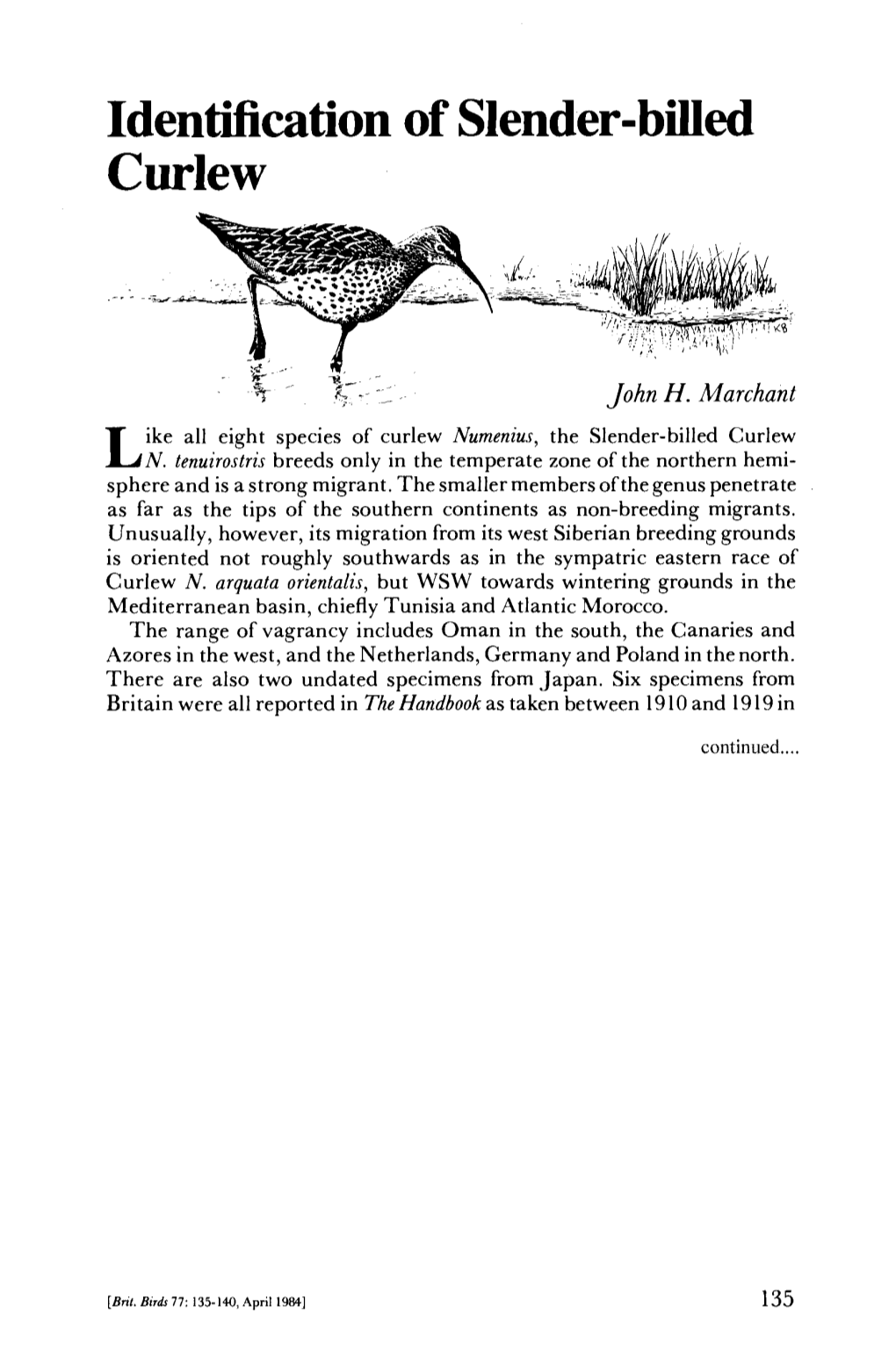 Identification of Slender-Billed Curlew