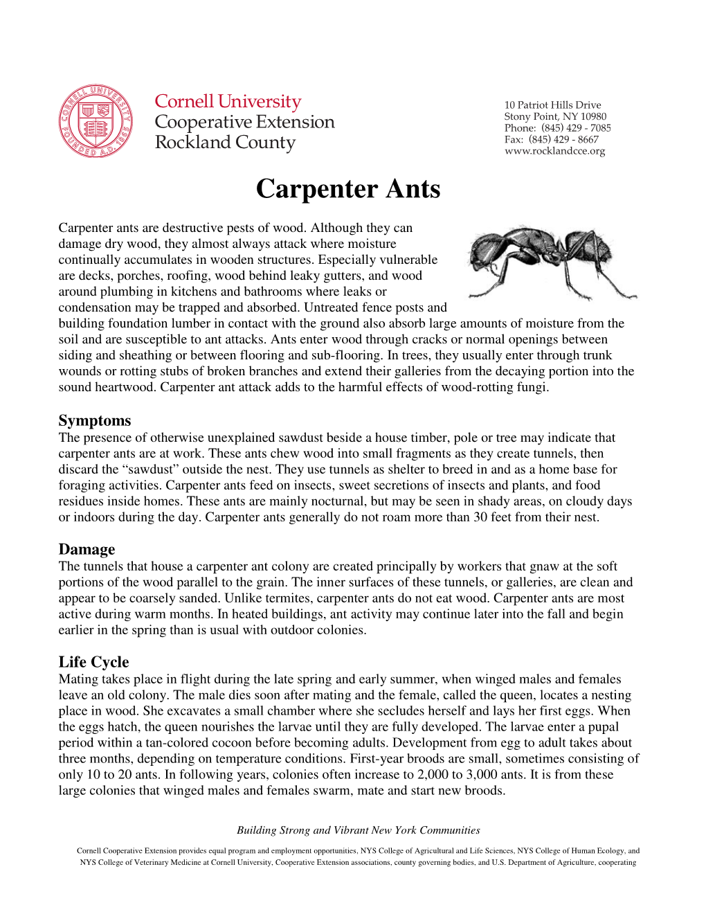 Carpenter Ants