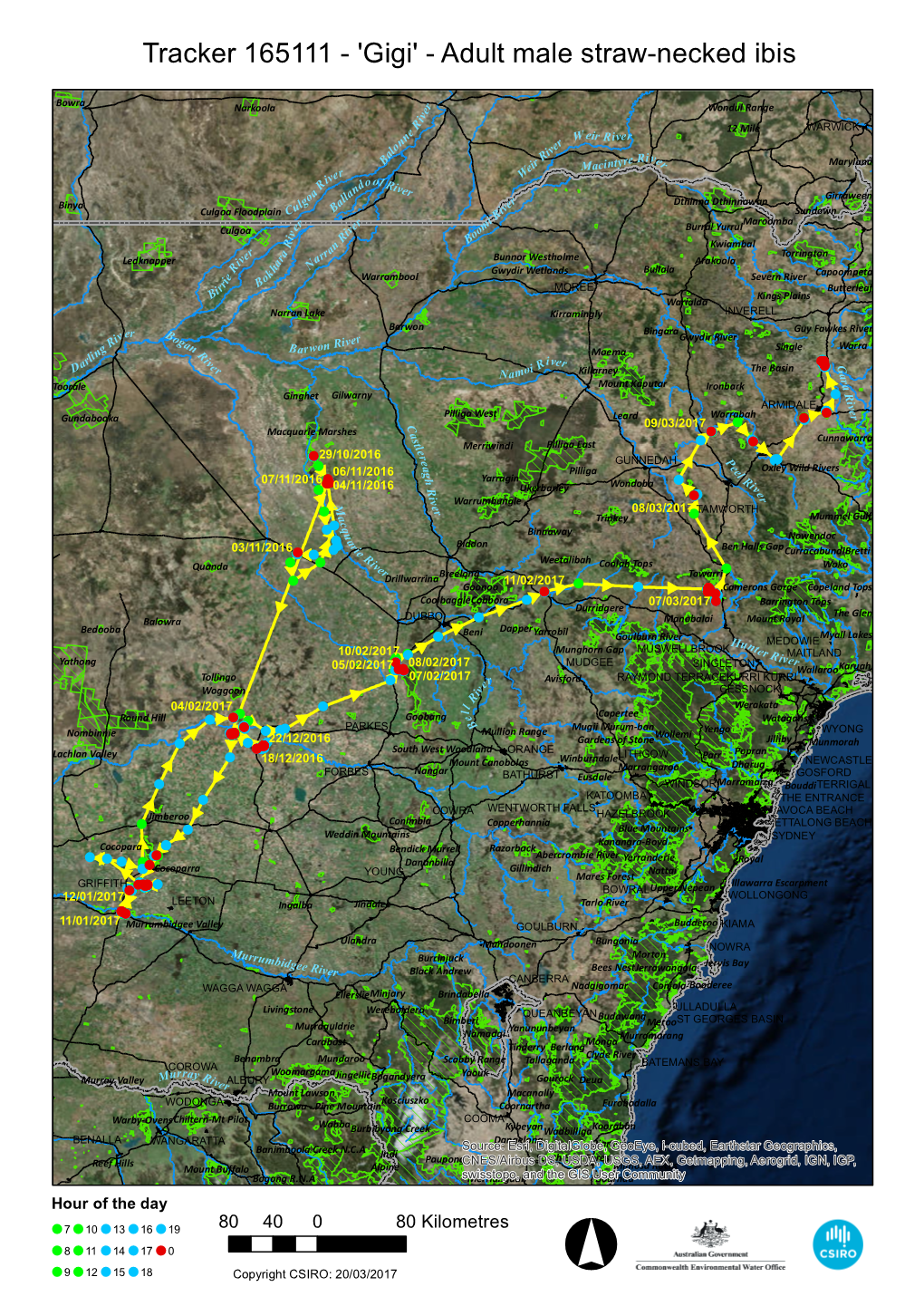 Tracker 165111 - 'Gigi' - Adult Male Straw-Necked Ibis