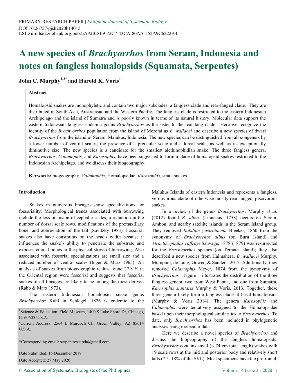 A New Species of Brachyorrhos from Seram, Indonesia and Notes on Fangless Homalopsids (Squamata, Serpentes)