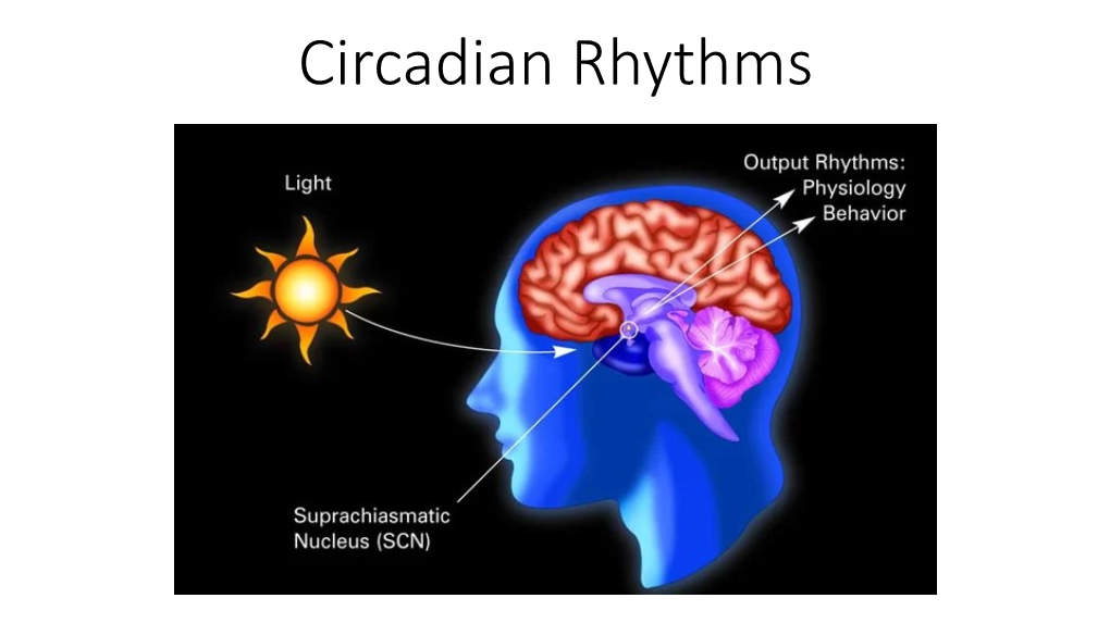 Circadian Rhythms Controlling the Timing of Behaviour by Anticipating the Environment