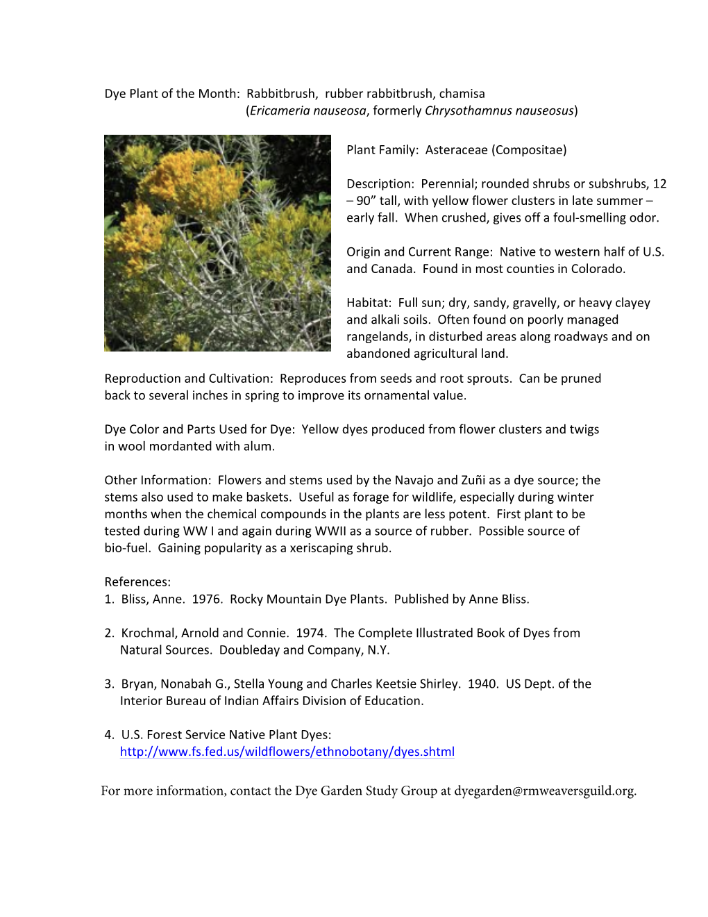 Dye Plant of the Month: Rabbitbrush, Rubber Rabbitbrush, Chamisa (Ericameria Nauseosa, Formerly Chrysothamnus Nauseosus)