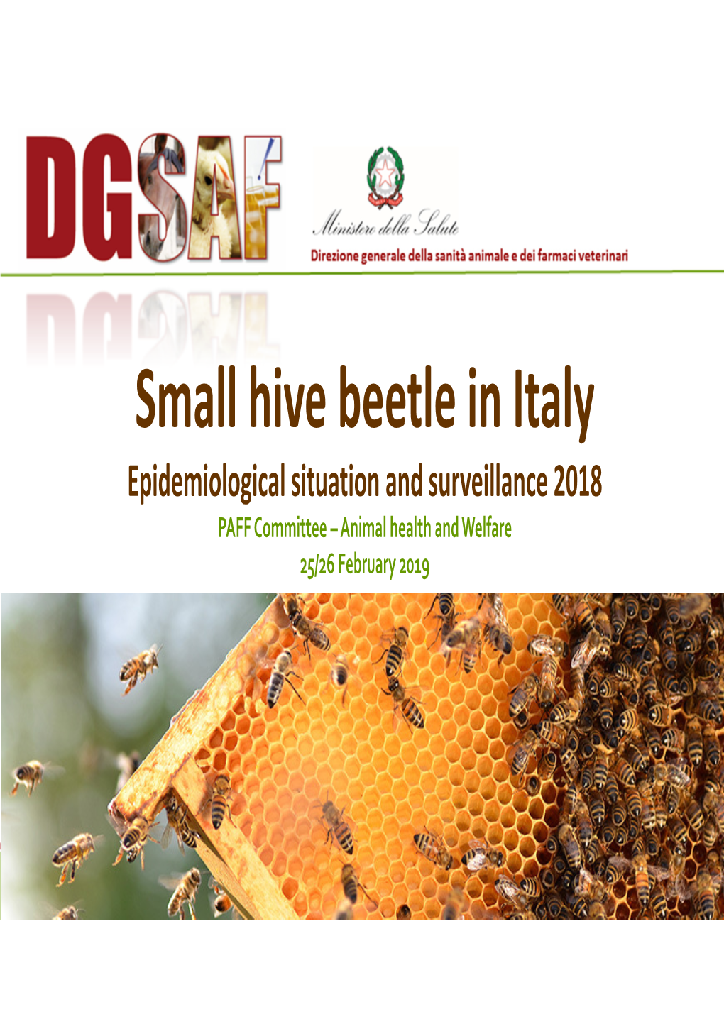 Small Hive Beetle in Italy