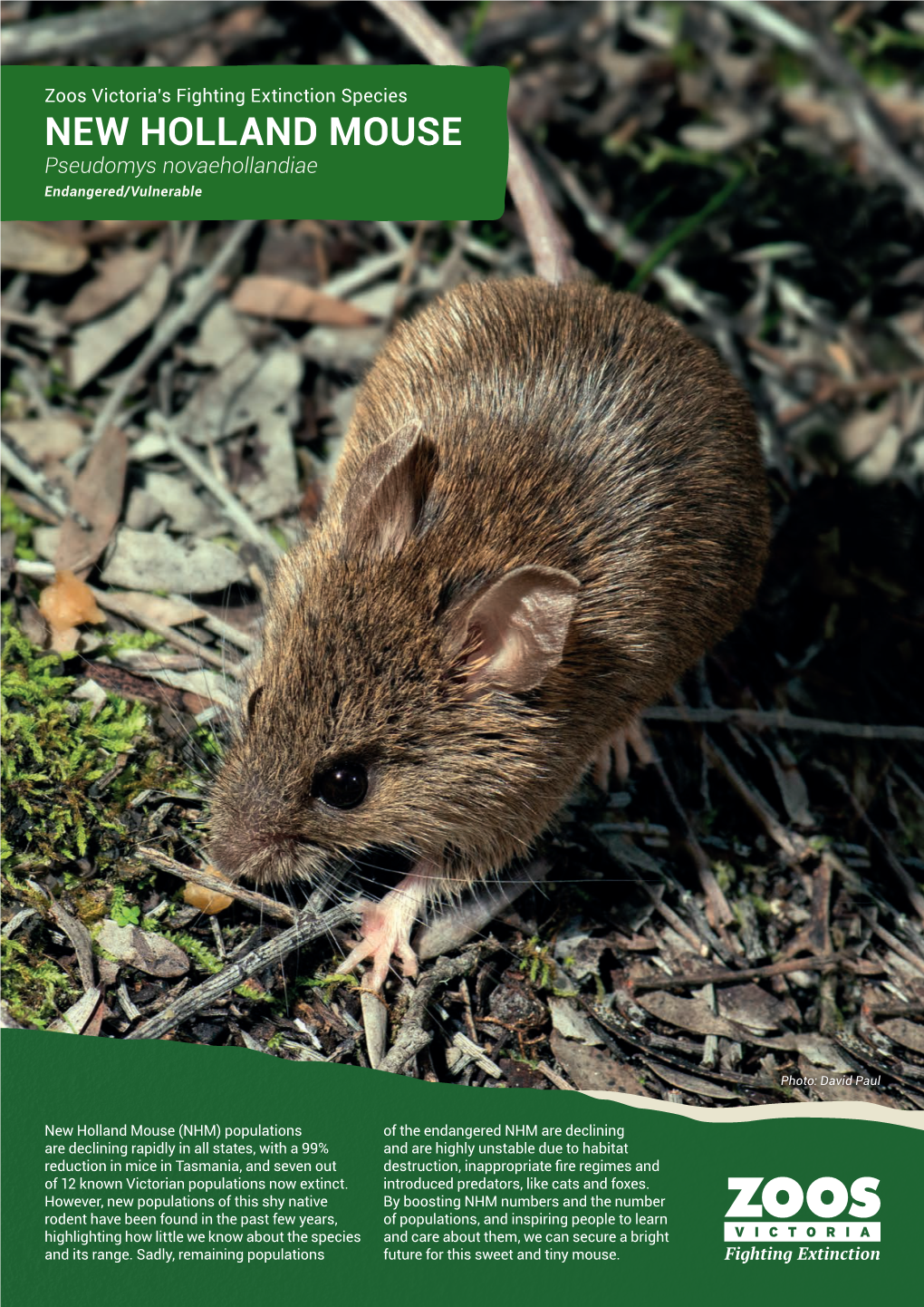 NEW HOLLAND MOUSE Pseudomys Novaehollandiae Endangered/Vulnerable