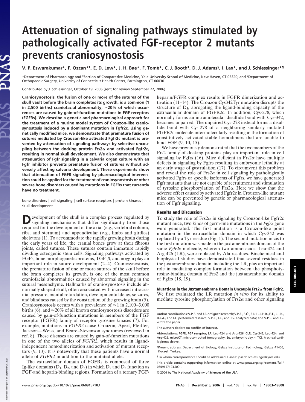 Attenuation of Signaling Pathways Stimulated by Pathologically Activated FGF-Receptor 2 Mutants Prevents Craniosynostosis