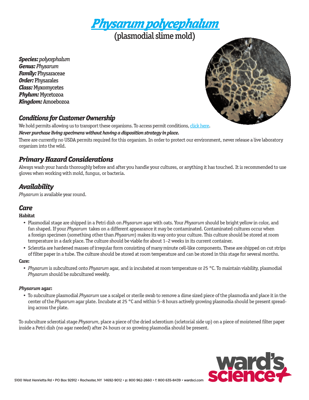 Physarum Polycephalum (Plasmodial Slime Mold)