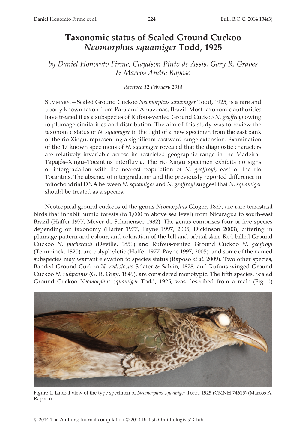 Taxonomic Status of Scaled Ground Cuckoo Neomorphus Squamiger Todd, 1925