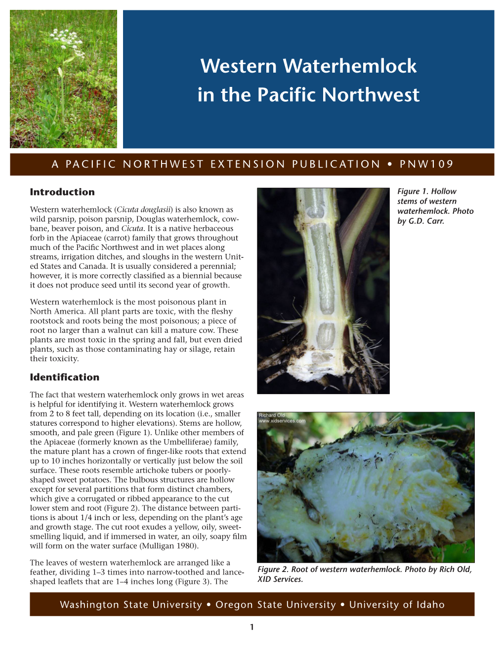 Western Waterhemlock in the Pacific Northwest