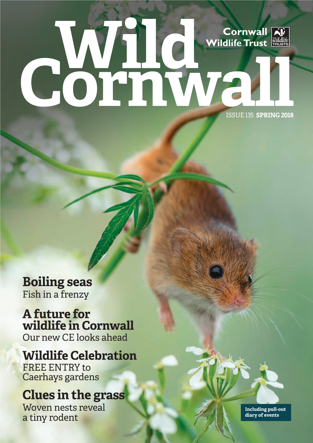 Wild Cornwall 135 Spring 2018-FINAL.Indd