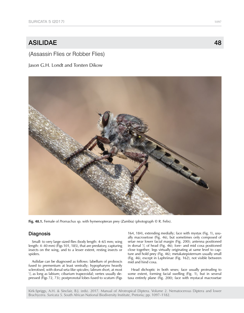 ASILIDAE 48 (Assassin Flies Or Robber Flies)