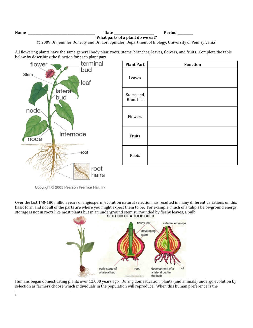 What Parts of a Plant Do We Eat