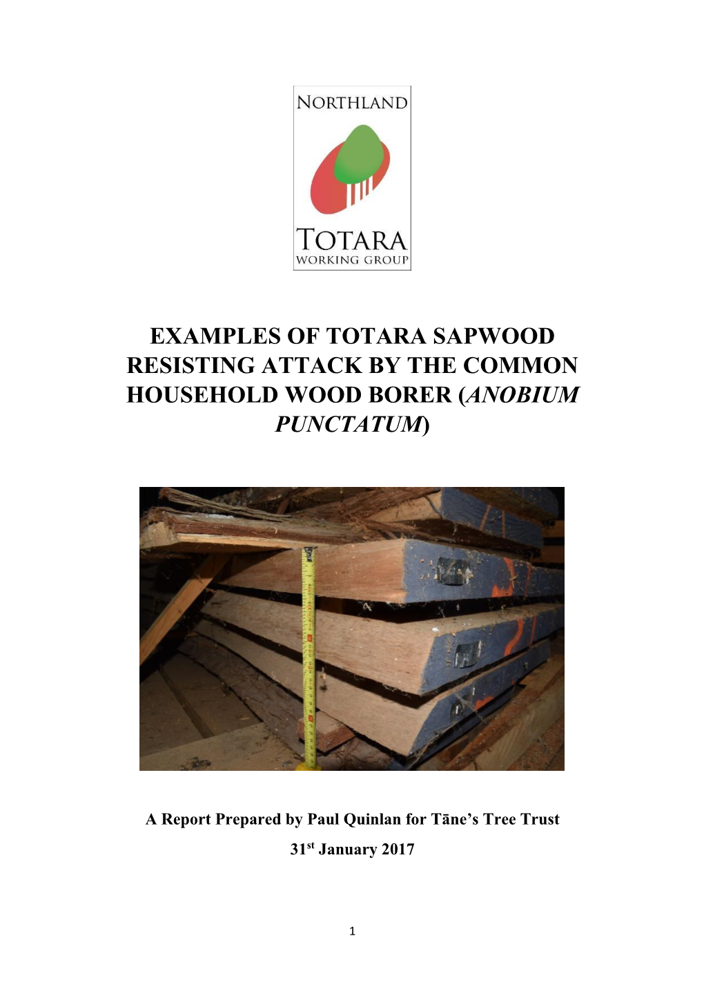 Examples of Totara Sapwood Resisting Attack by the Common Household Wood Borer (Anobium Punctatum)