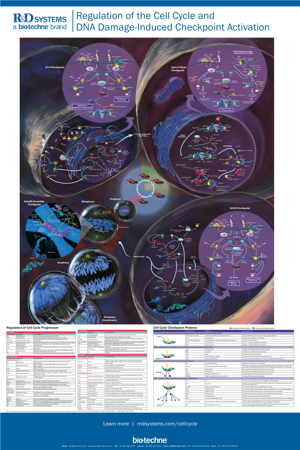 Regulation of the Cell Cycle and DNA Damage-Induced Checkpoint Activation