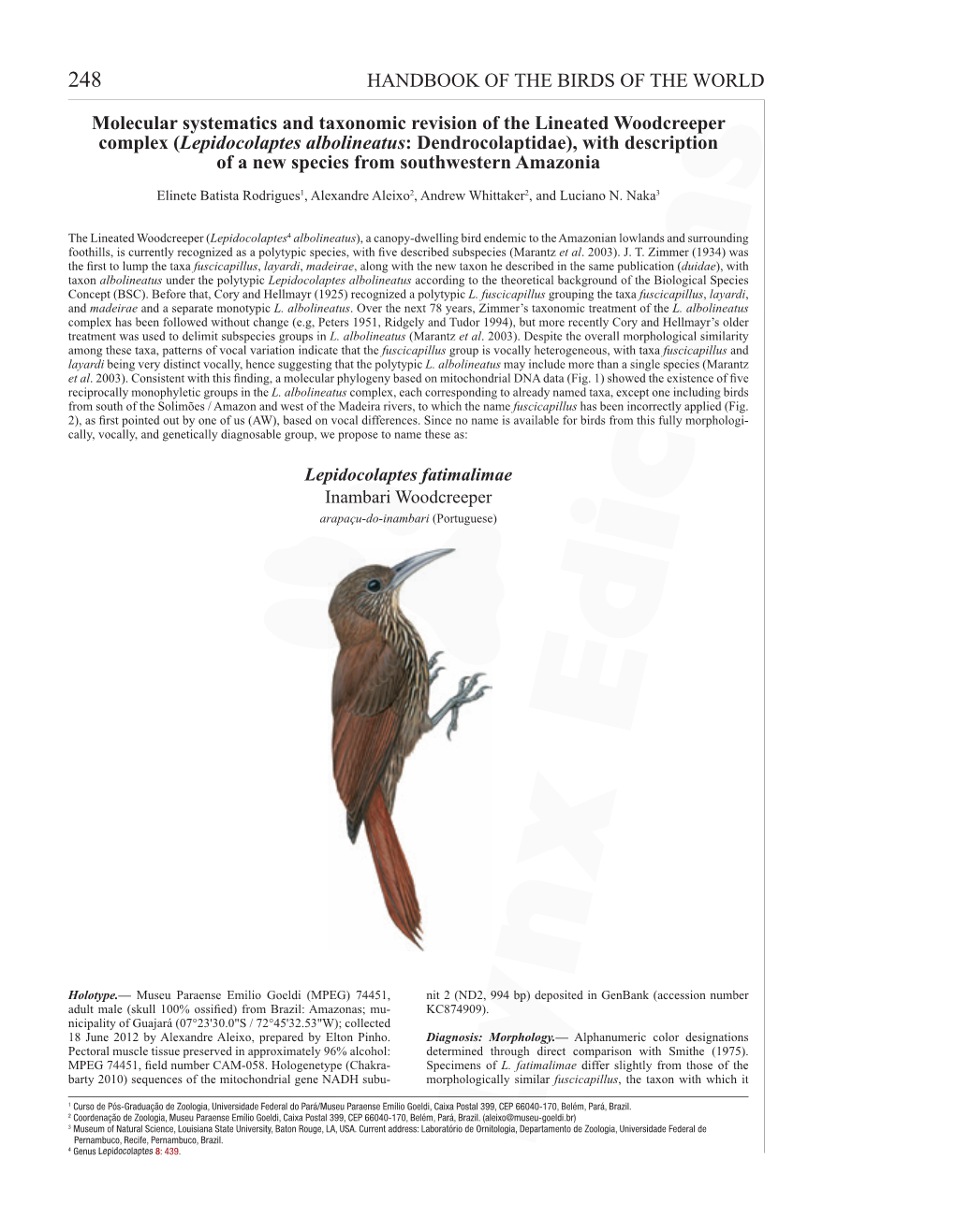 Description: Inambari Woodcreeper (Lepidocolaptes