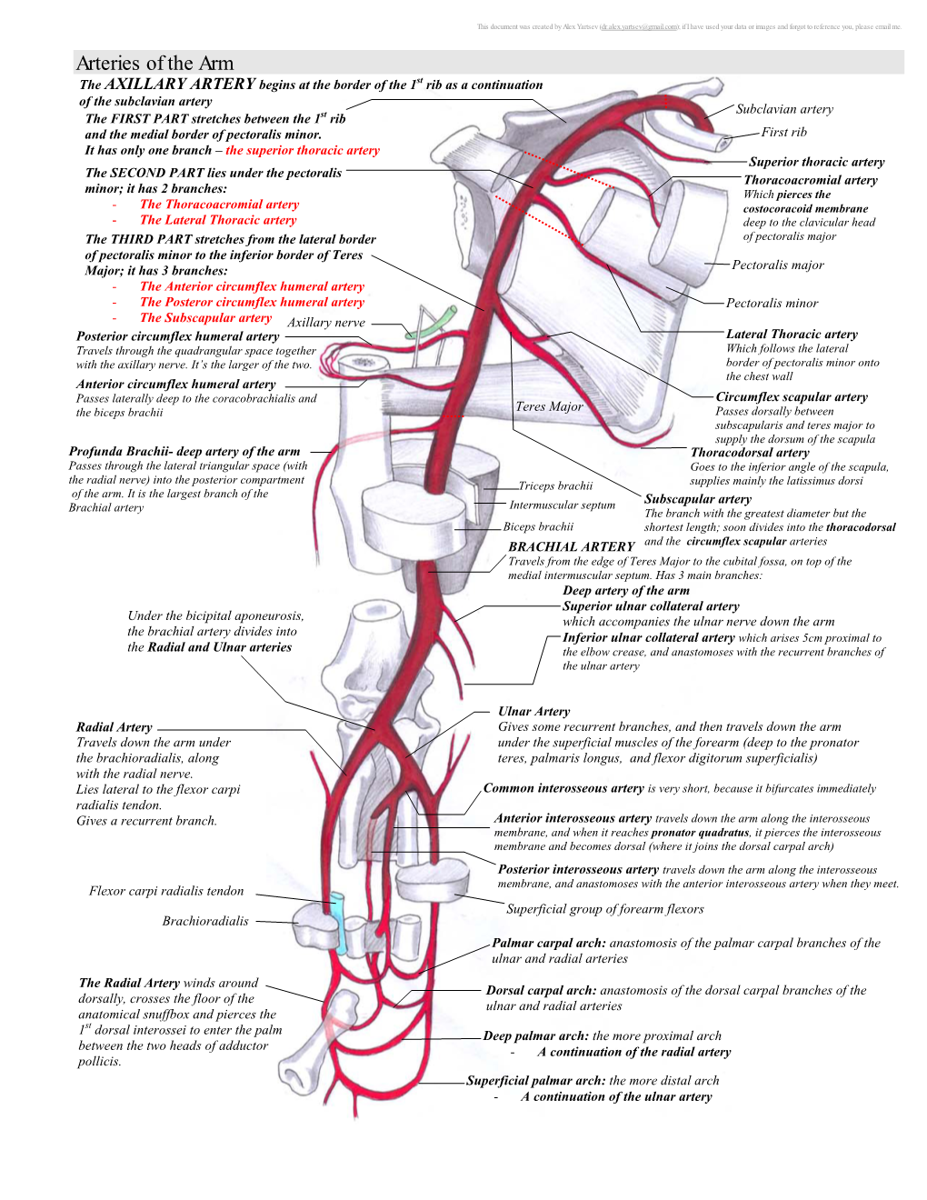 Arteries of The