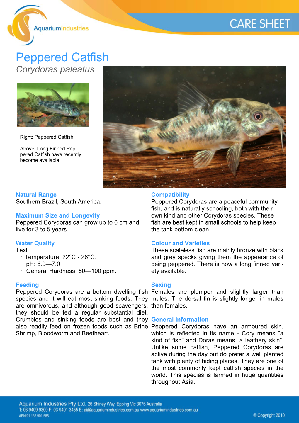 Peppered Catfish Corydoras Paleatus