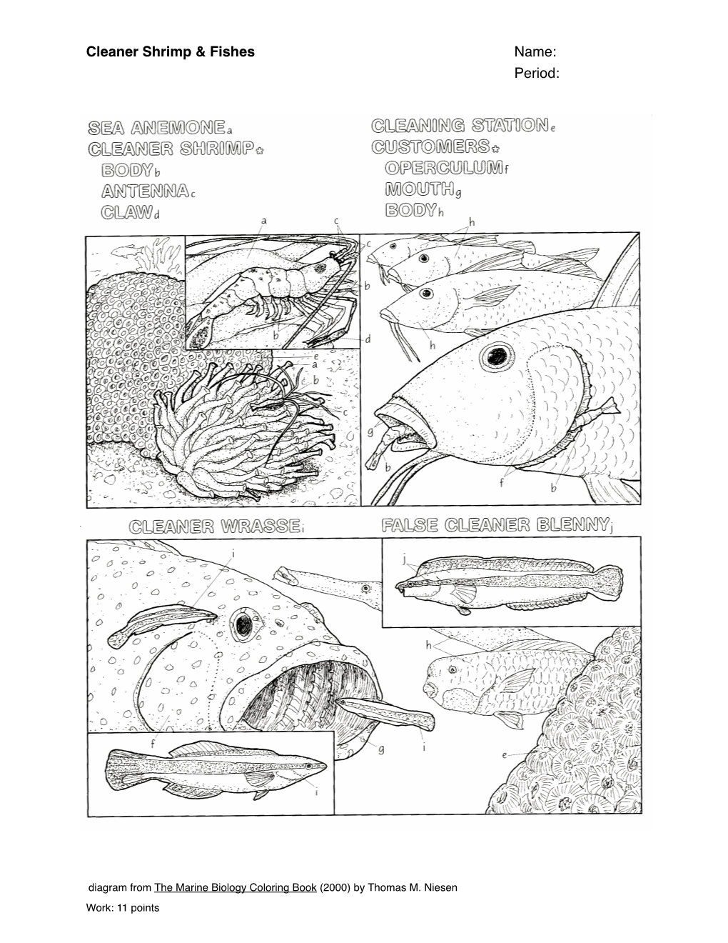 Cleaner Shrimp & Fishes