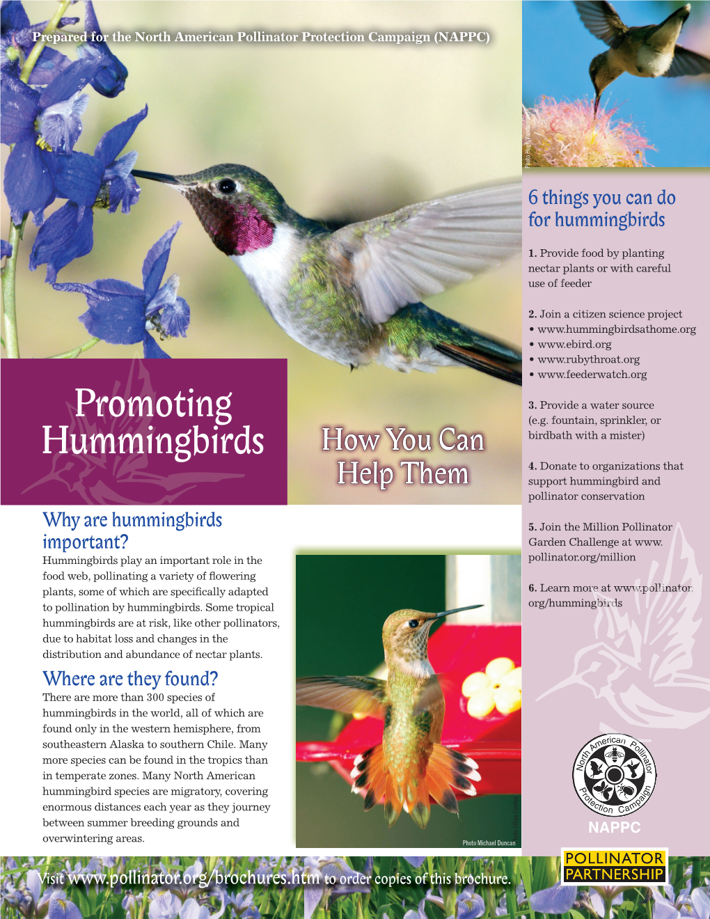 Hummingbirds