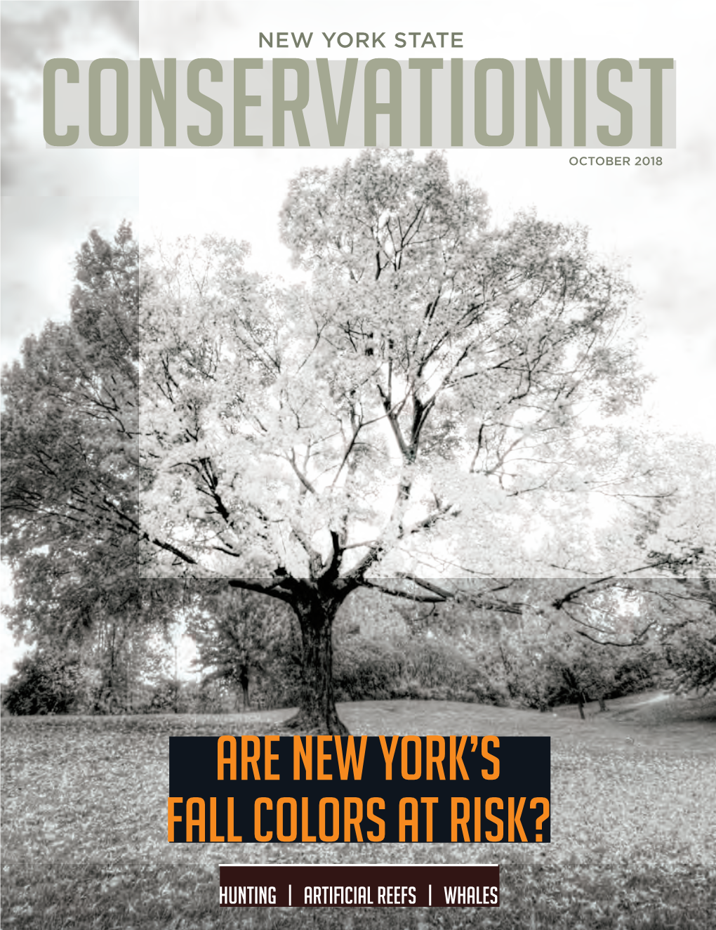 New York State Conservationist OCTOBER 2018 the Deer Camp As We Know It Today Evolved Steadily in the Post- WWII Era