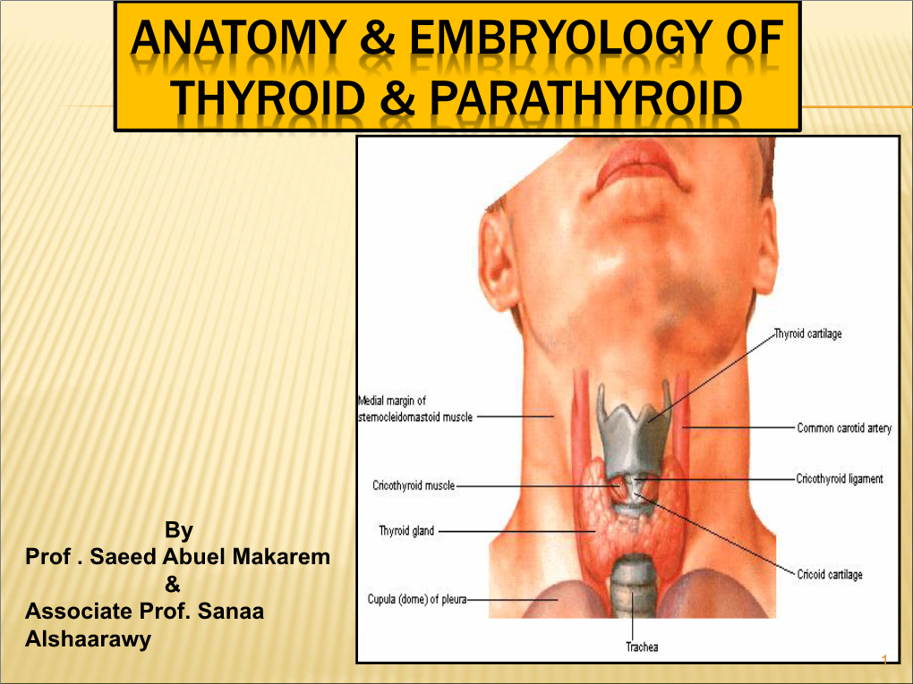 Anatomy & Embryology of Thyroid & Parathyroid