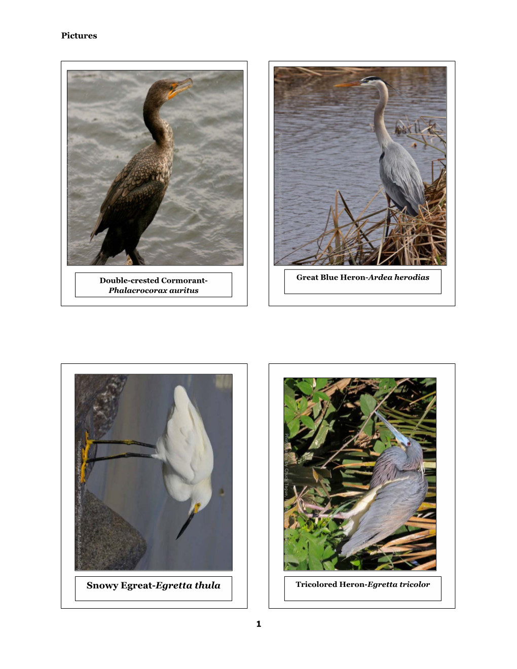 Snowy Egreat-Egretta Thula Tricolored Heron-Egretta Tricolor