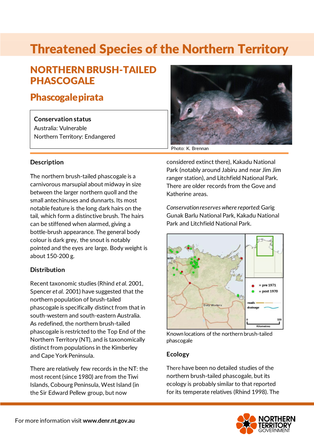 Northern Brush Tailed Phascogale