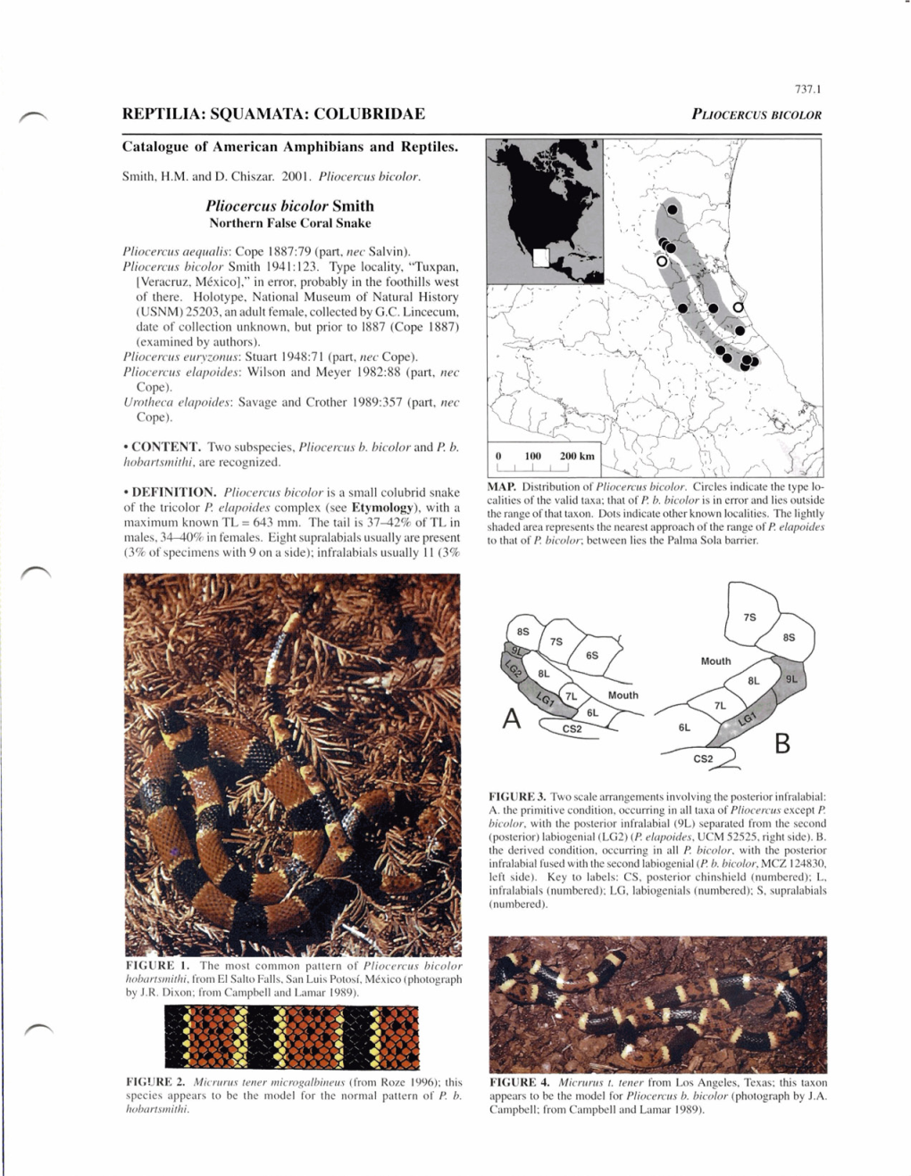 SQUAMATA: COLUBRIDAE Pliocercus Bicolor Smith