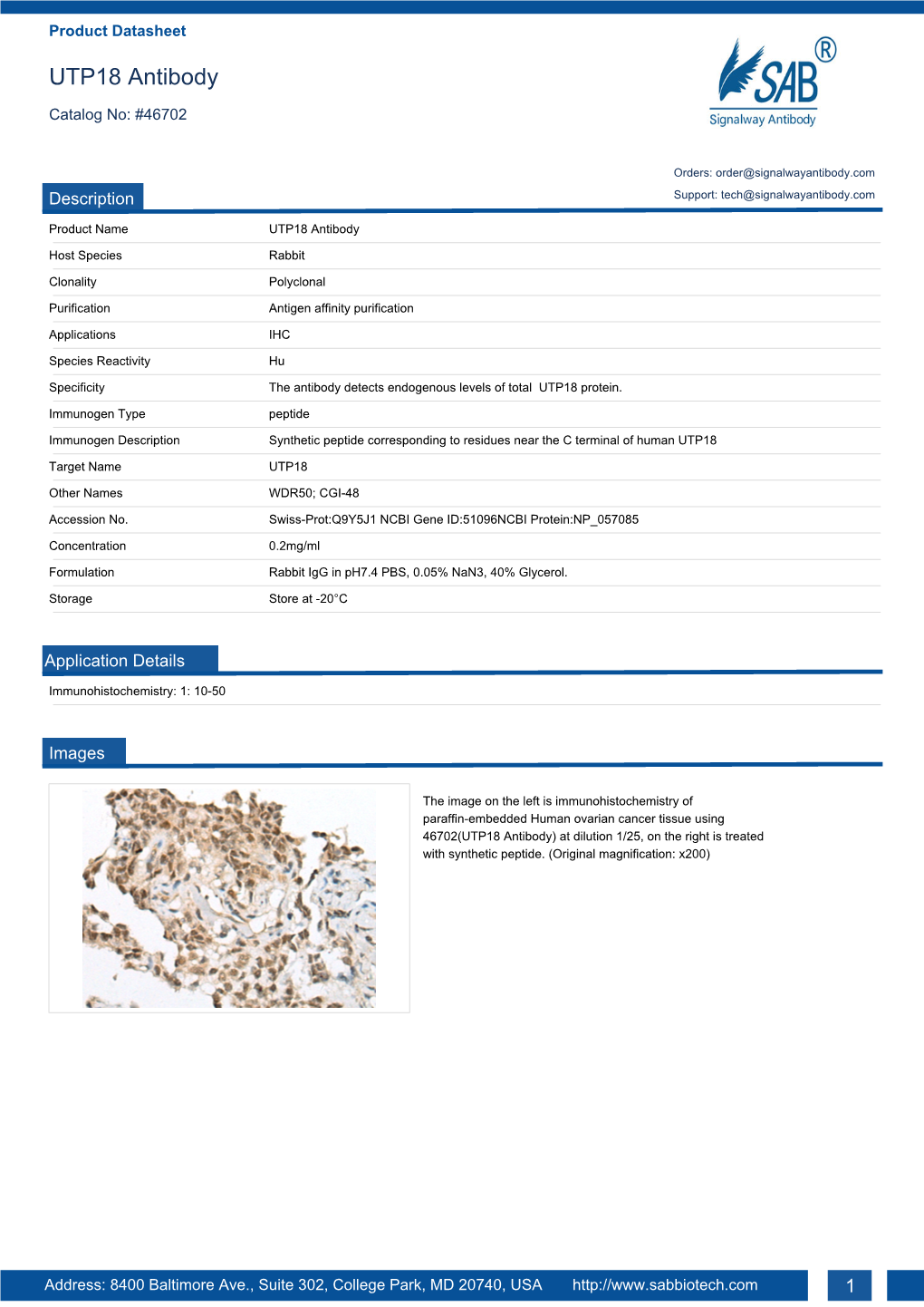 UTP18 Antibody