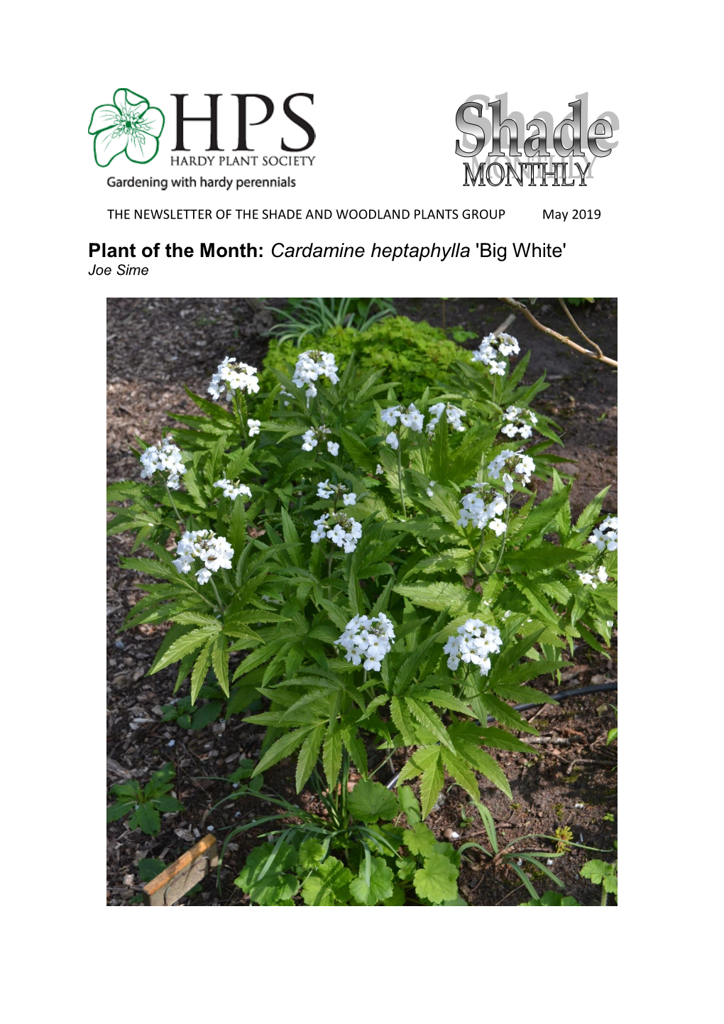 Plant of the Month: Cardamine Heptaphylla 'Big White' Joe Sime