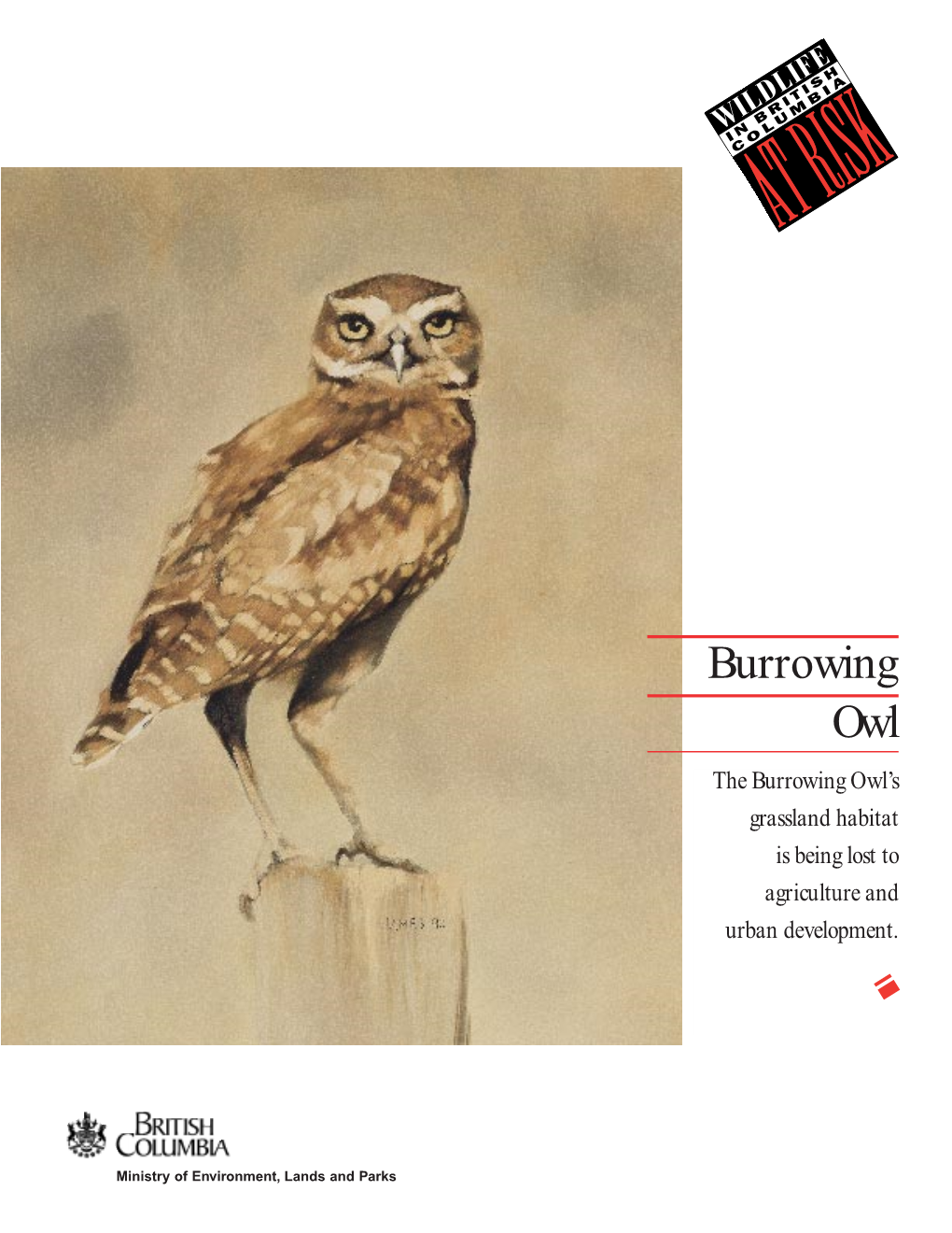 Burrowing Owl