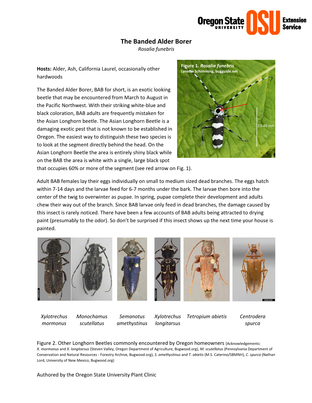 The Banded Alder Borer Rosalia Funebris