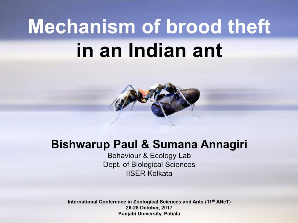 Mechanism of Brood Theft in an Indian Ant