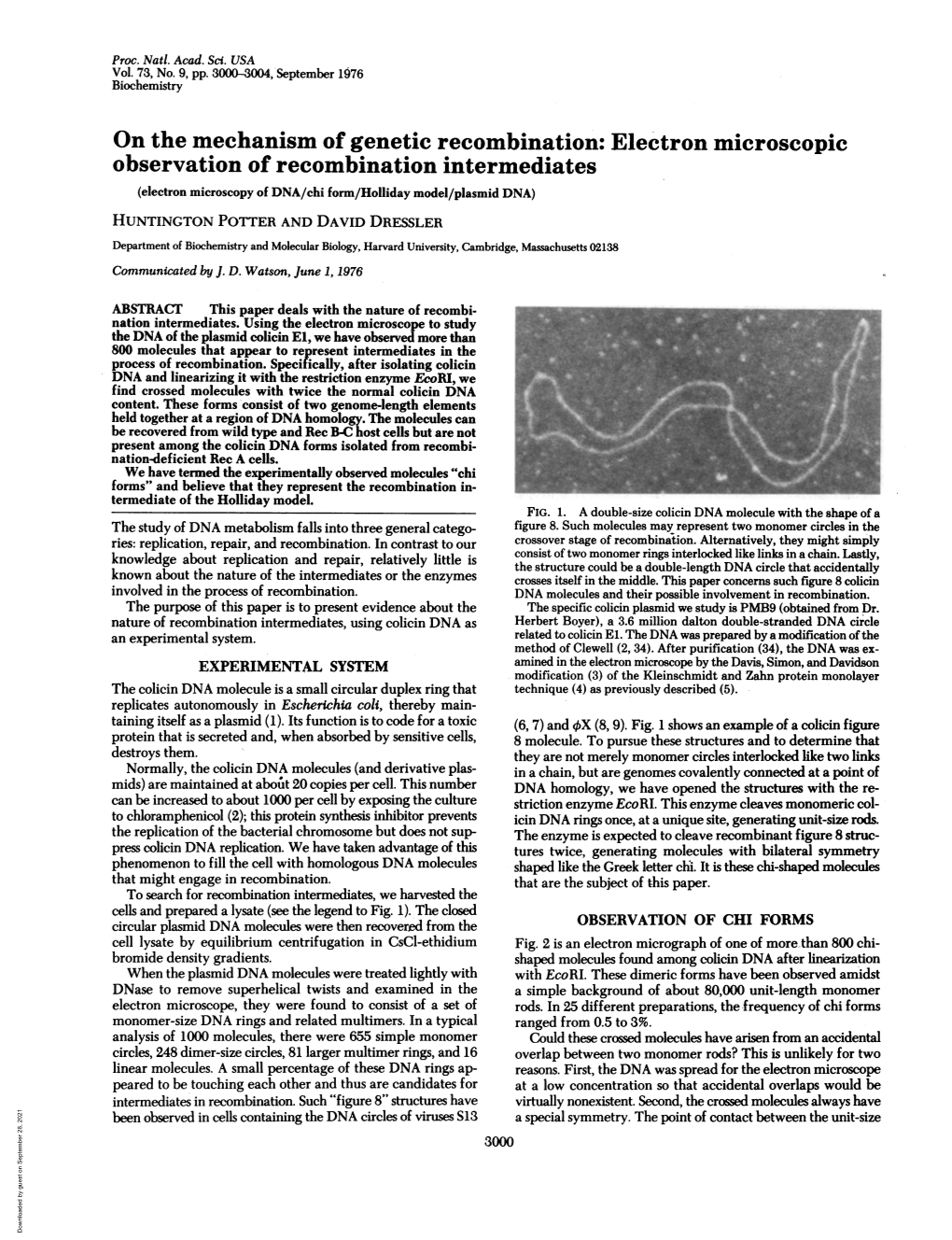 Electron Microscopic Observation of Recombination Intermediates