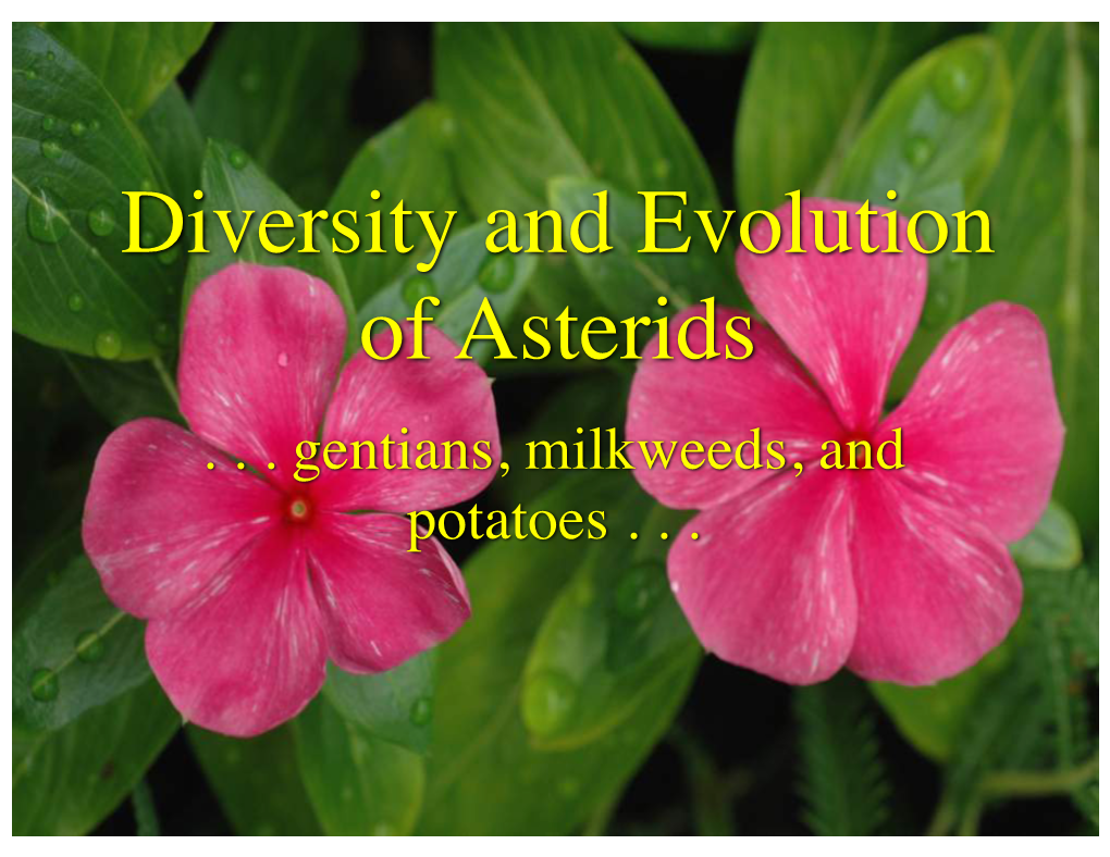 Diversity and Evolution of Asterids