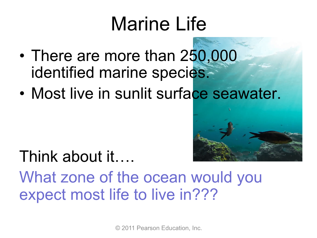 Marine Life • There Are More Than 250,000 Identified Marine Species